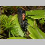 Anoplius viaticus - Wegwespe m001c 8mm - Sandgrube Niedringhaussee-det.jpg